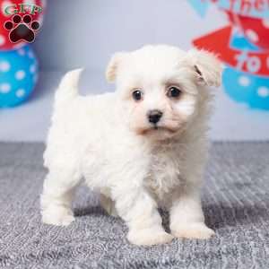 Maggie, Havachon Puppy